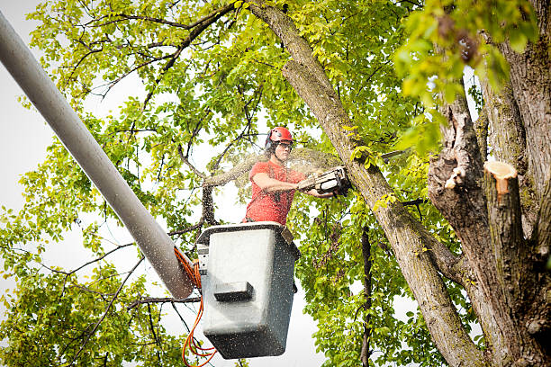 Best Hazardous Tree Removal  in Cloverdale, IN