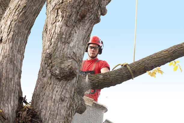 Best Hedge Trimming  in Cloverdale, IN